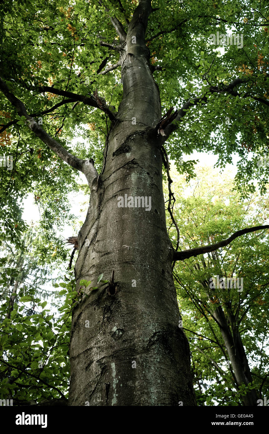 Graue Erle Baum - Ansicht von unten Stockfoto