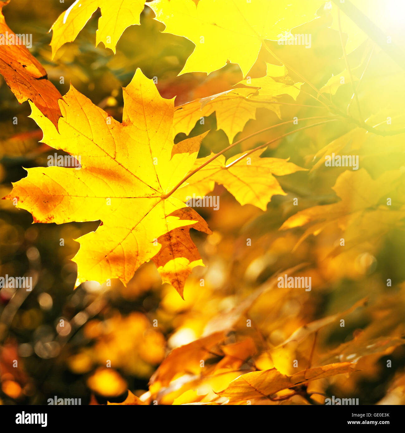 Ahornblätter von der Sonne beleuchtet Stockfoto