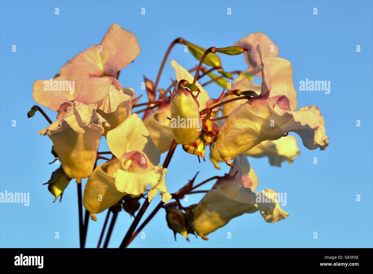 Drüsige Springkraut Blüten vor blauem Himmel. Stockfoto