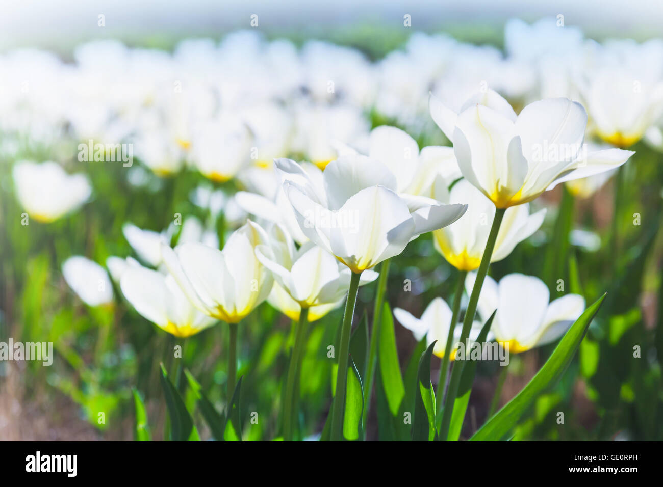 Weiße Tulpe Blumen im Frühling Garten, Nahaufnahme Foto mit selektiven Fokus Stockfoto