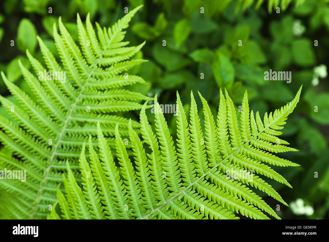 Natürliche Muster des frischen grünen Farn Blätter Stockfoto