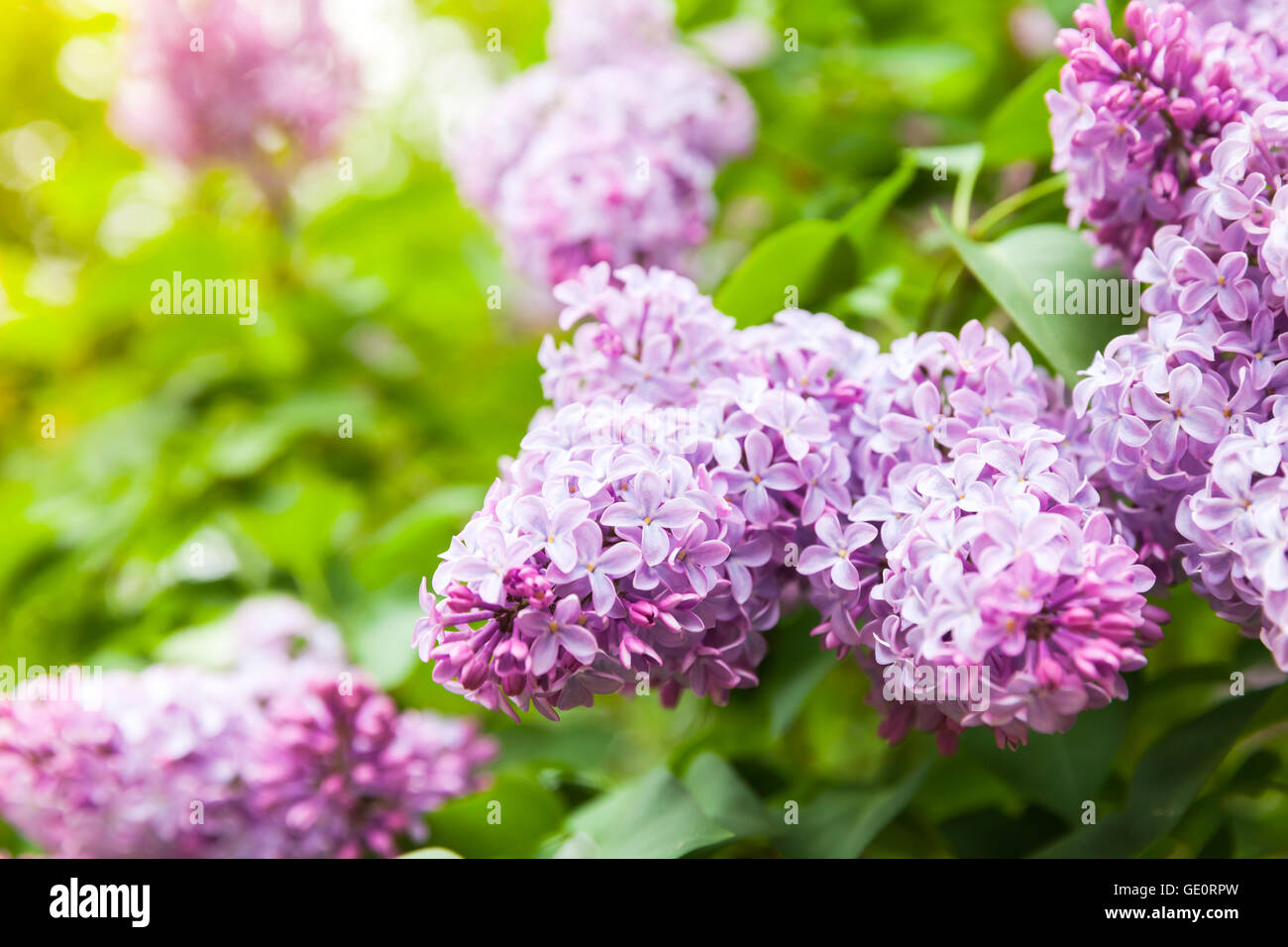 Hell lila Blumen, blühende Gehölz im Sommergarten Stockfoto