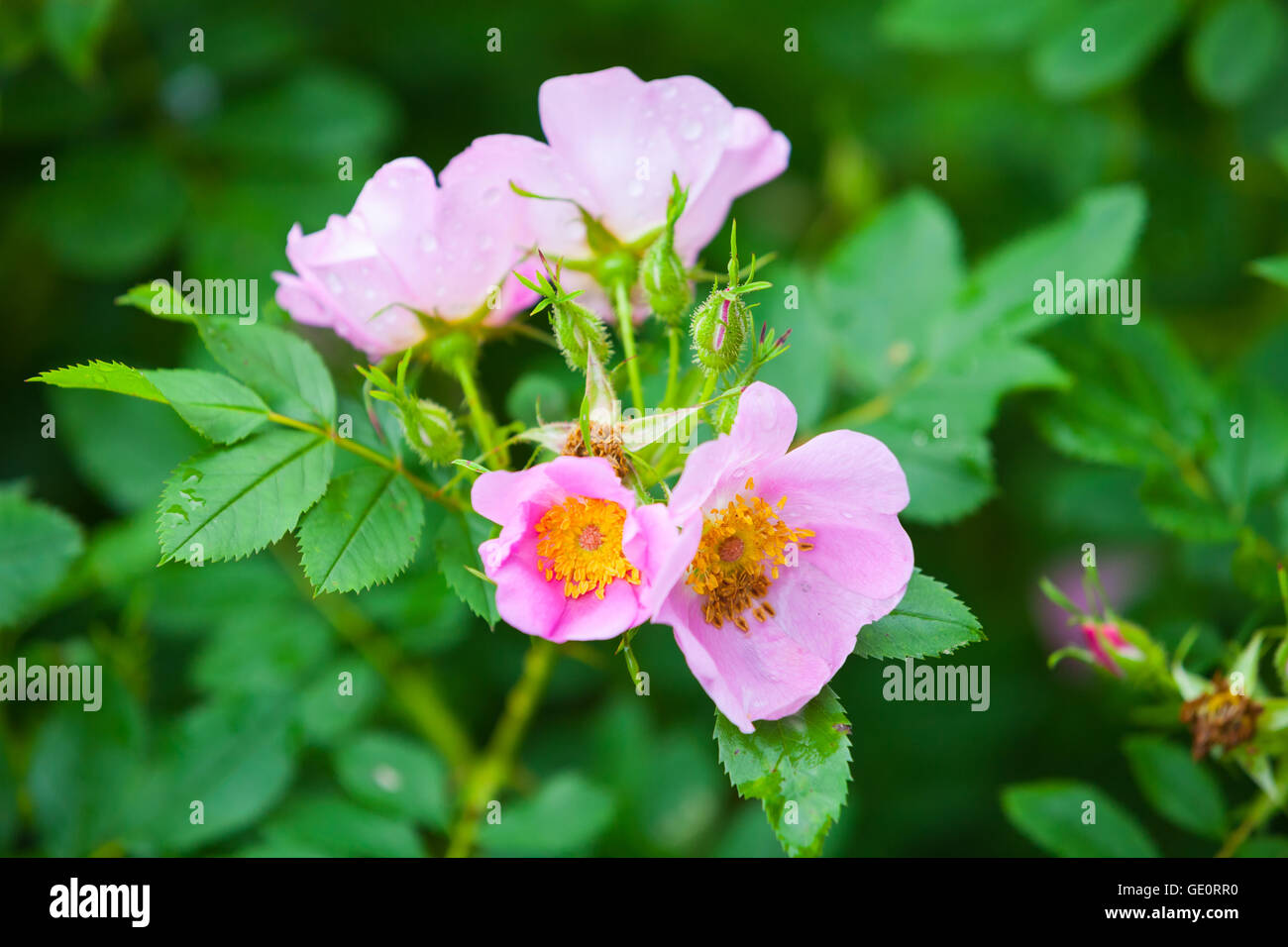 Rosa Rubiginosa. Rosa wilde Rosen-Blumen auf grünen Busch im Sommergarten Stockfoto