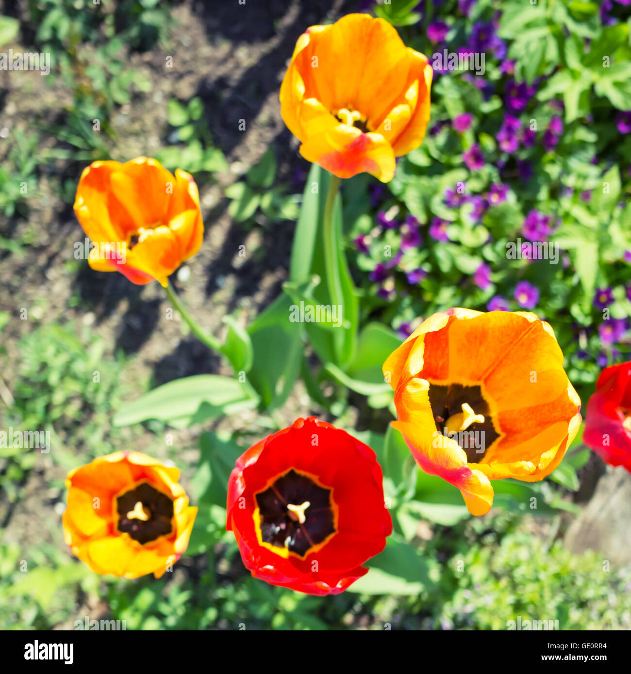 Bunte Tulpen Blumen im Frühling Garten, quadratische Spitze sehen Sie Fotos mit Tiefenschärfe und Tonwertkorrektur Filter, alten Stil Stockfoto