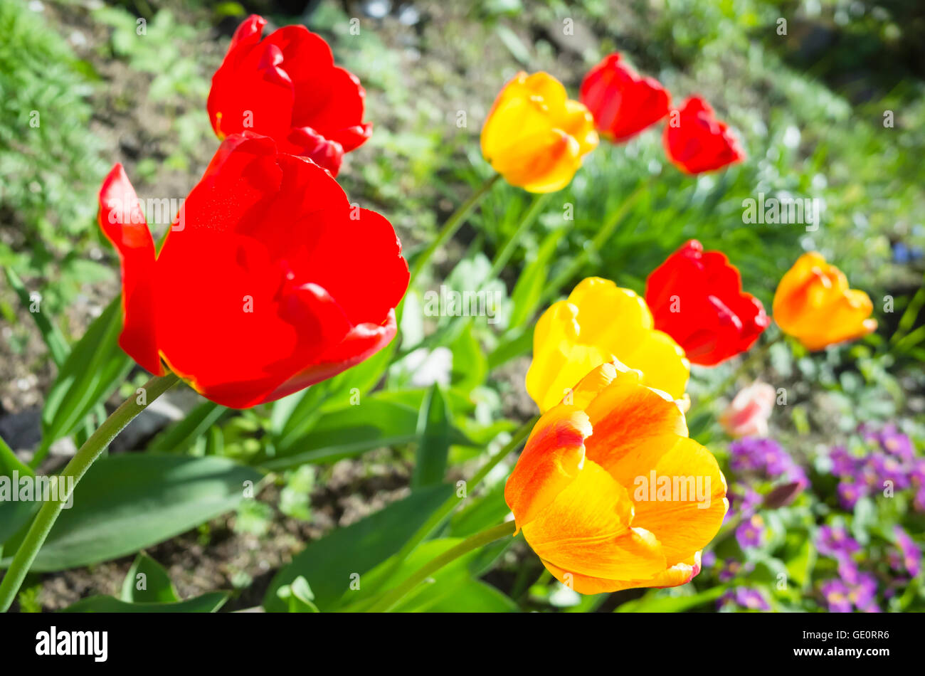 Bunte Tulpen Blumen im Frühling Garten, Nahaufnahme Foto mit selektiven Fokus Stockfoto