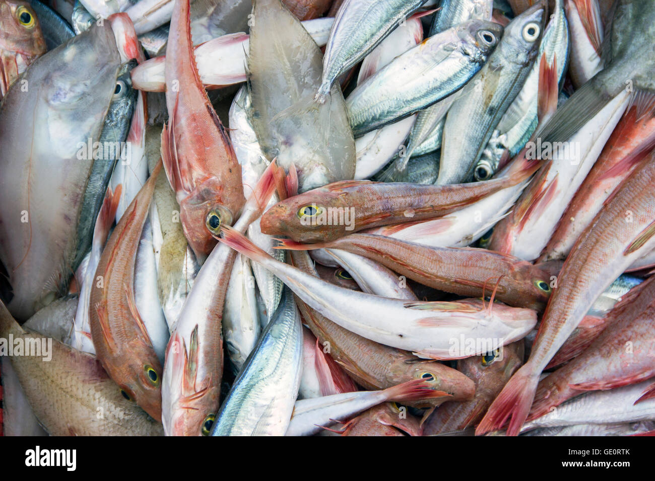 Hafen von Budva, Montenegro - verschiedene Arten von Fischen gefangen in der Adria Stockfoto