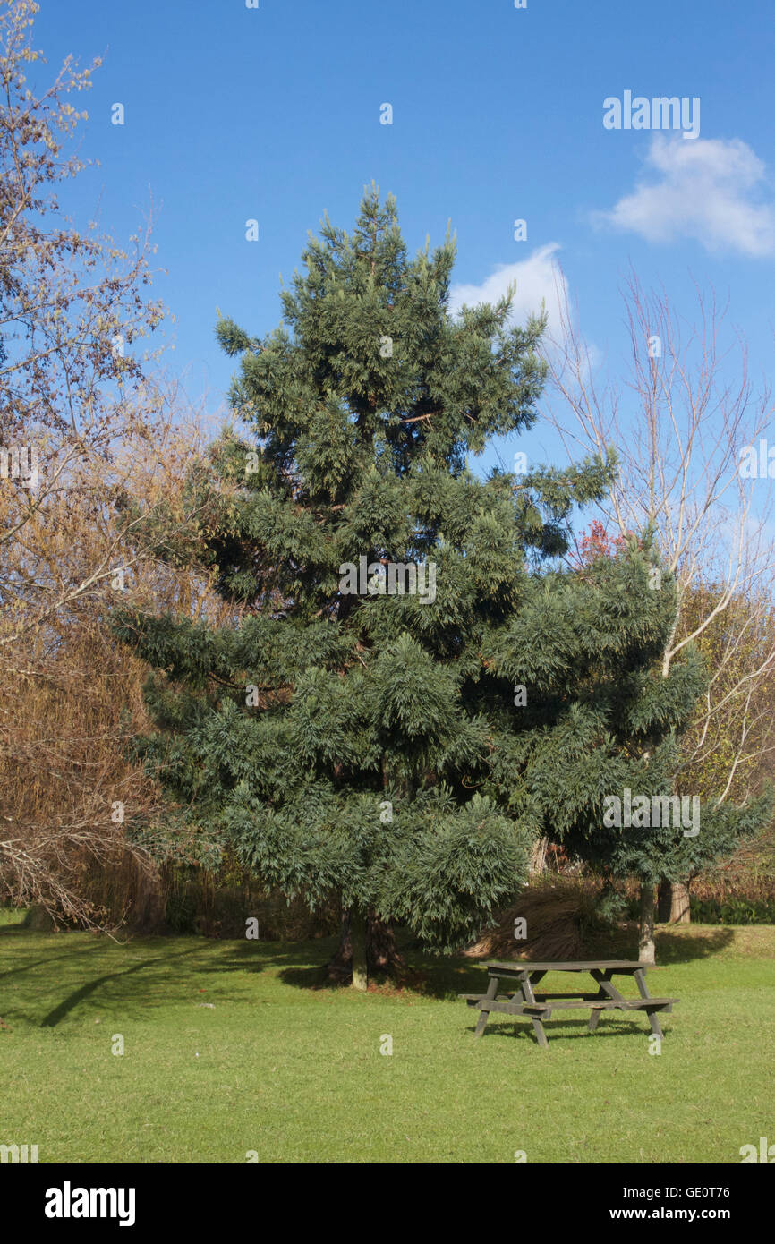 Immergrüner Baum in Neuseeland Stockfoto