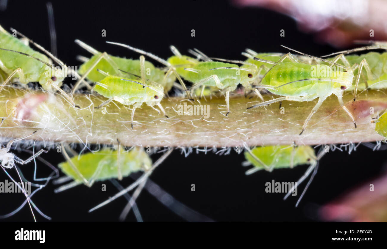 Blattläuse auf die Blume Sprossen. Makroaufnahme. Stockfoto