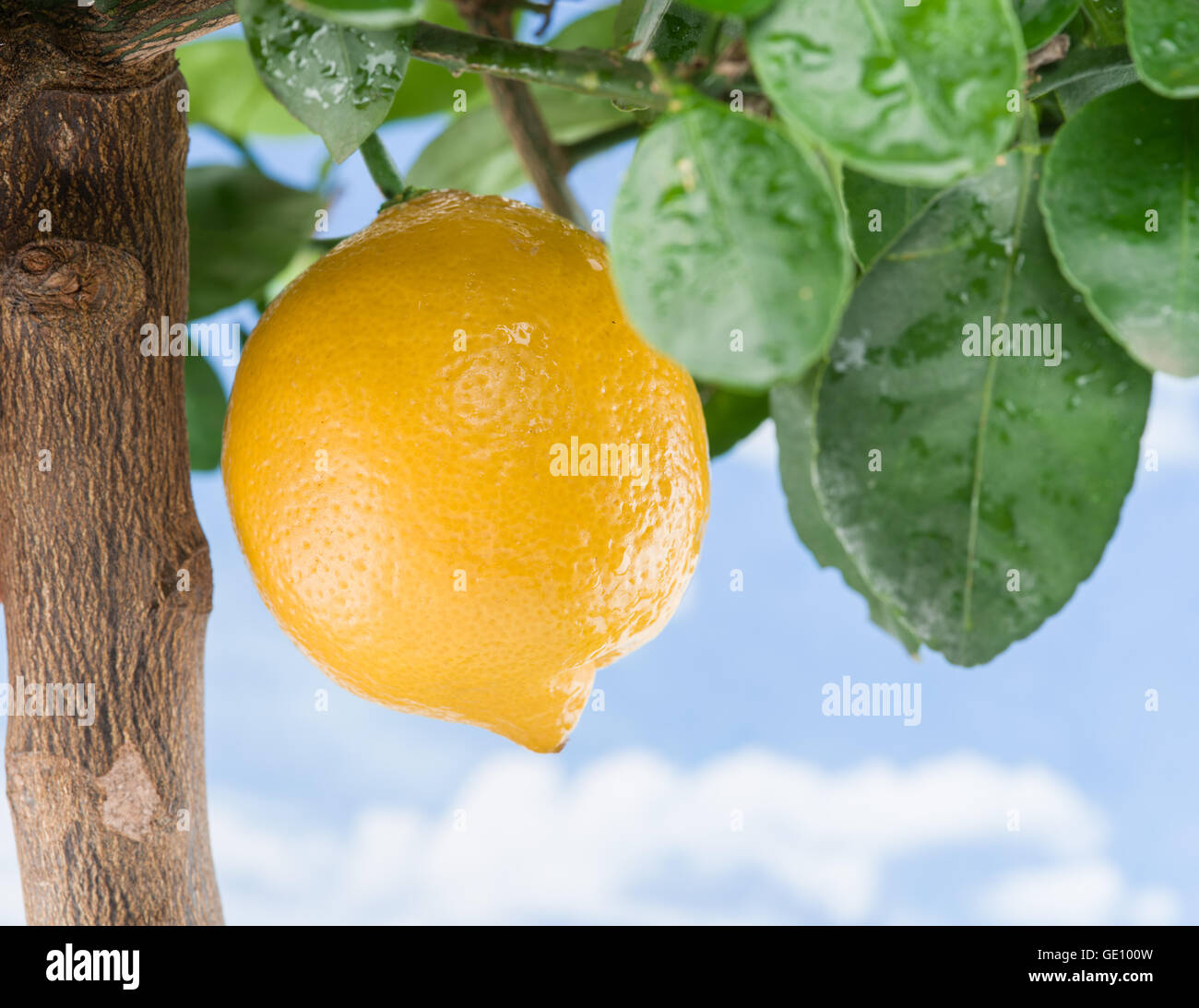Reife Zitrone Frucht am Baum. Blauer Himmelshintergrund. Stockfoto
