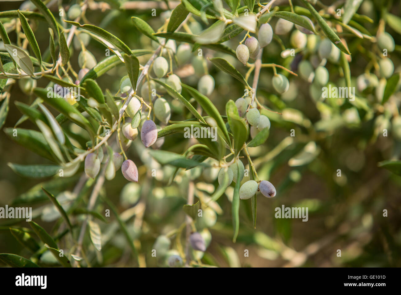 Zweig der Olivenbaum mit Beeren drauf. Closeup. Stockfoto