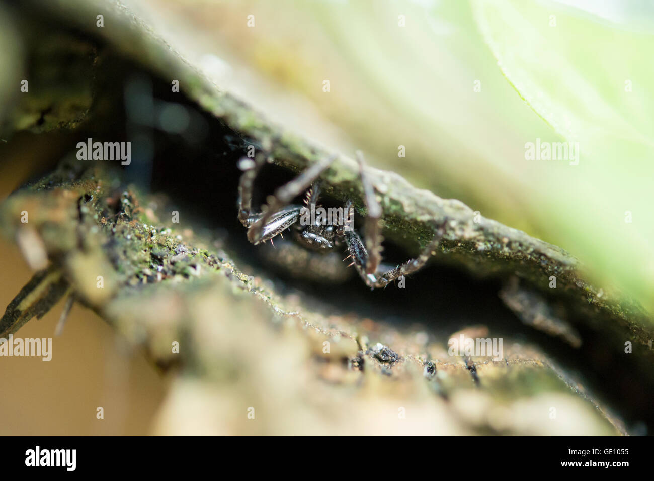 Fett Spinne Stockfotos und -bilder Kaufen - Alamy