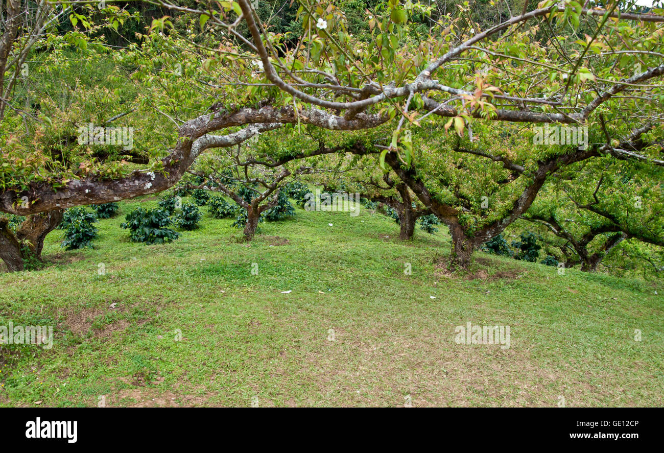 Pfirsichbäume in einem Obstgarten. Stockfoto