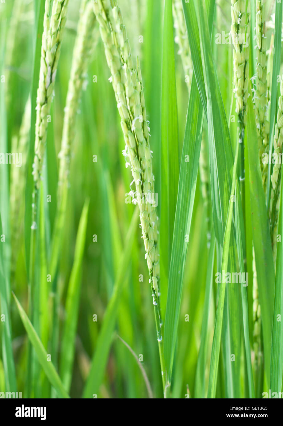 Nahaufnahme von Paddy-Reis. Stockfoto