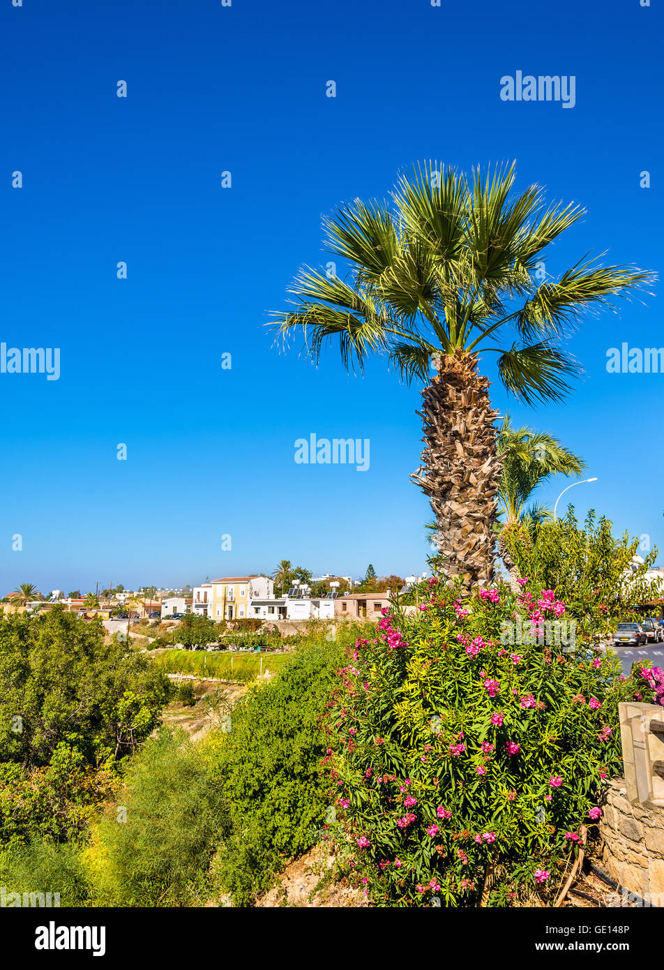 Palmen und Blumen in Paphos - Zypern Stockfoto