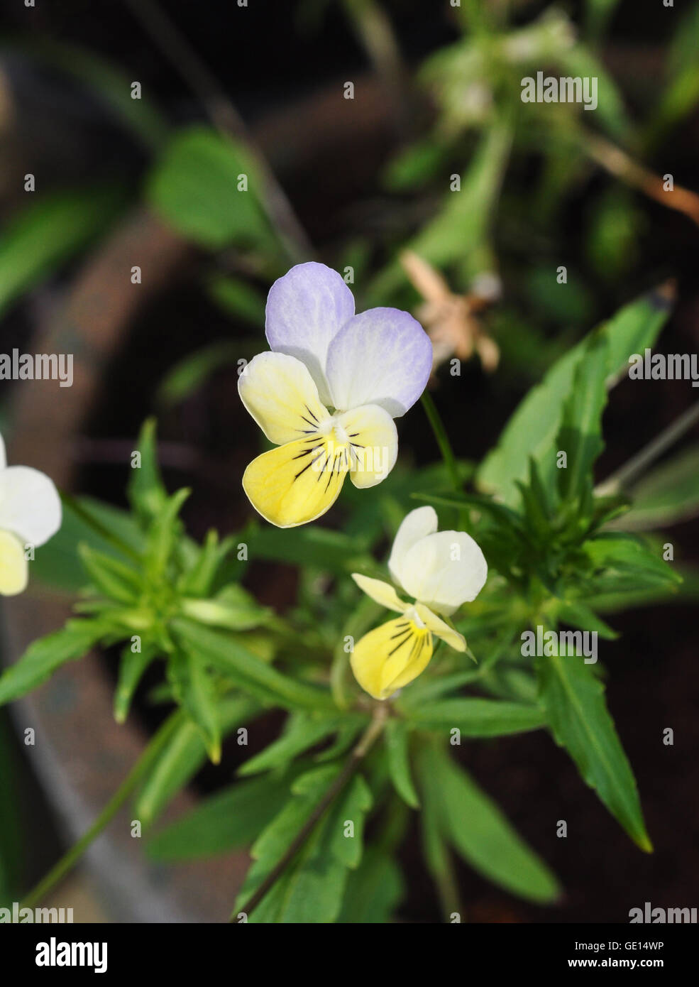 Stiefmütterchen, Viola Tricolor Stockfoto