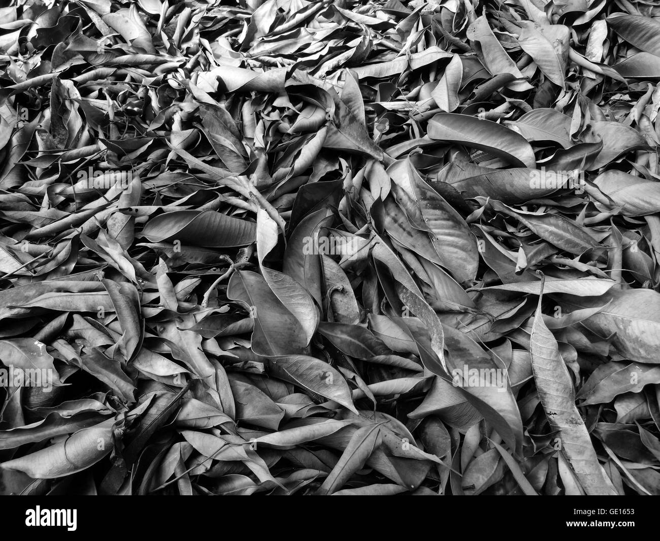 trockene Blätter/Hintergrundtextur in Monochrom Stockfoto