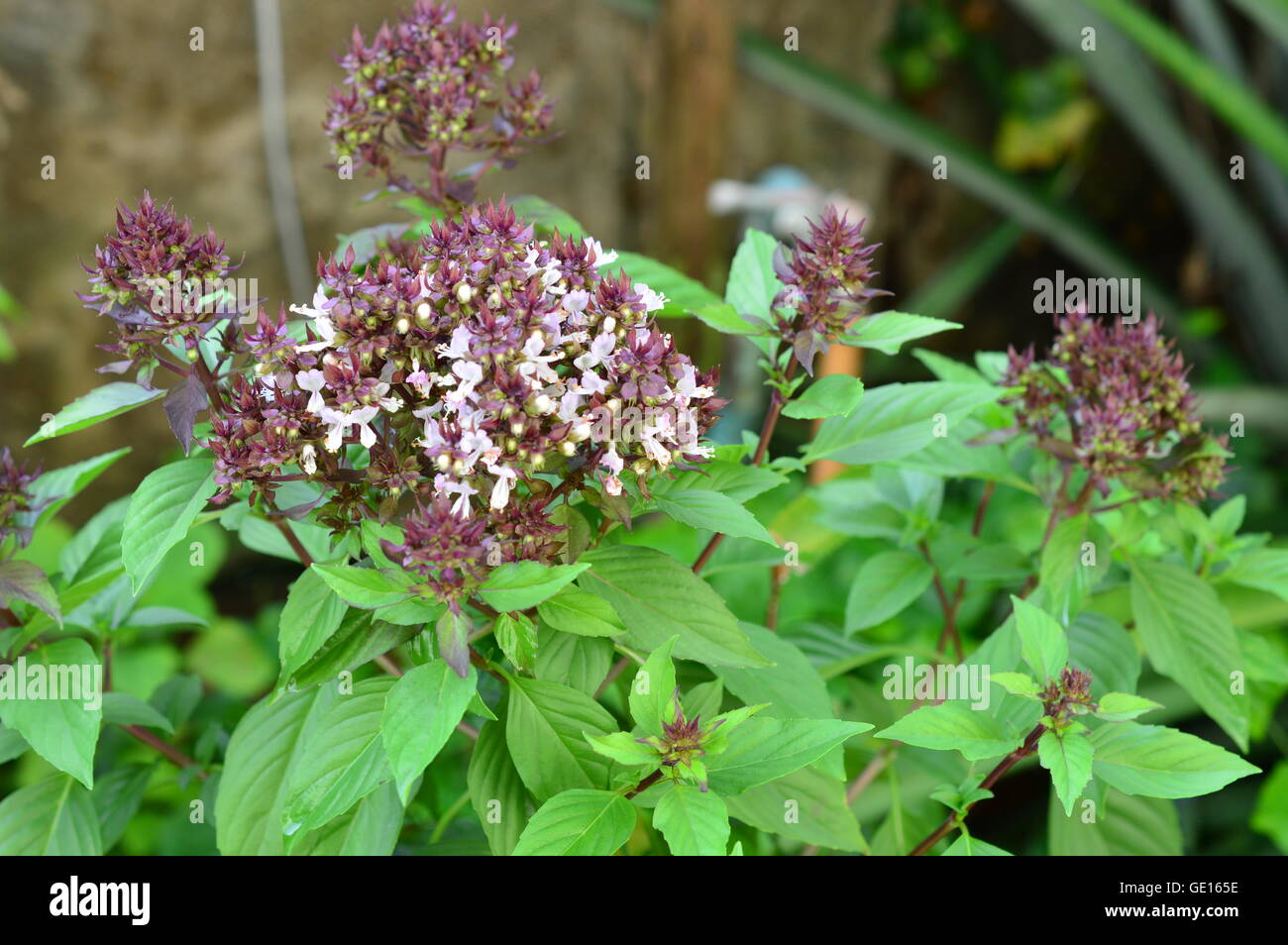 Basilikum (Ocimum Basilicum Linn) Baum Schwerpunkt Blumen Stockfoto