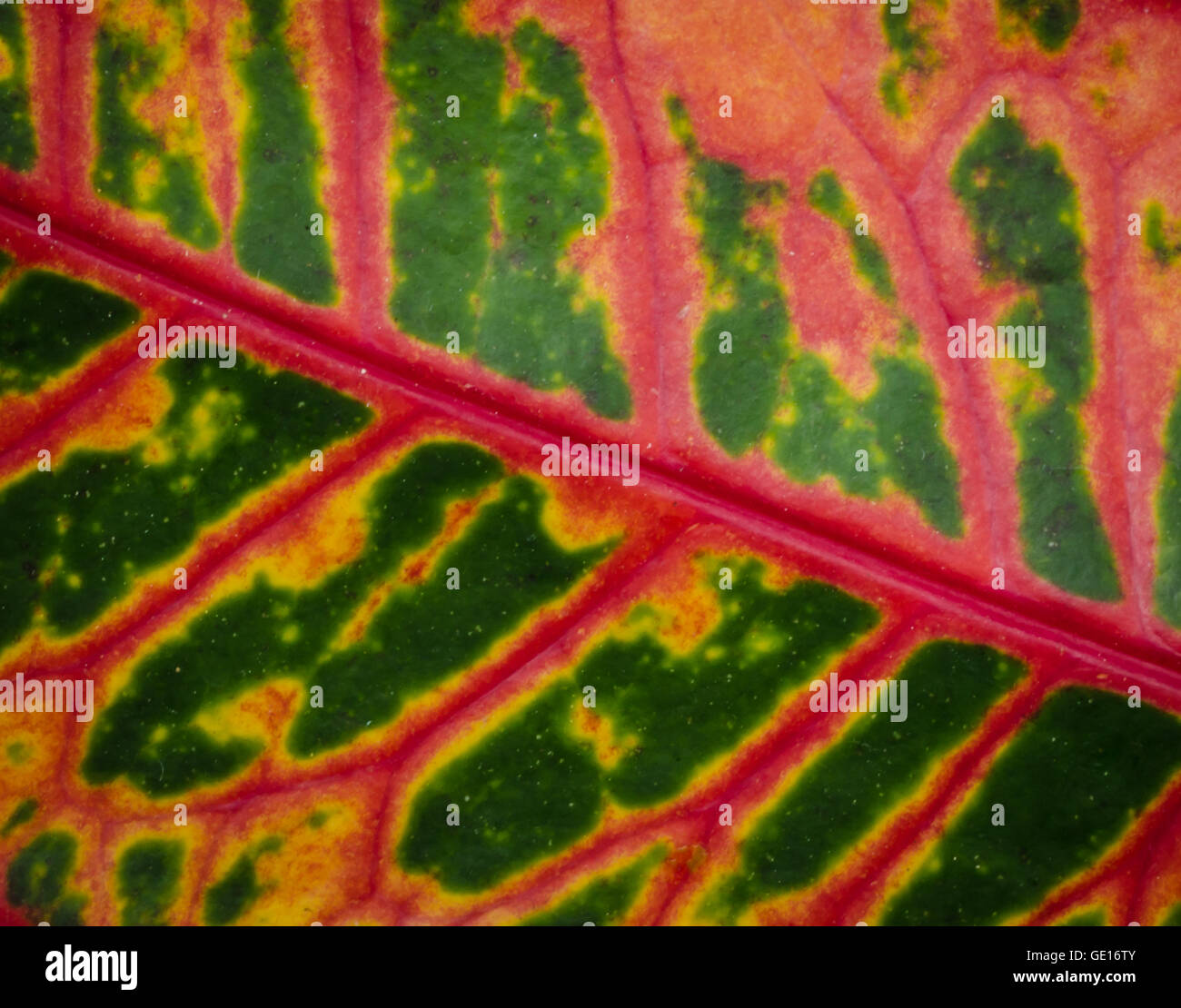 Nahaufnahme von roten Blatt Textur Hintergrund. Stockfoto