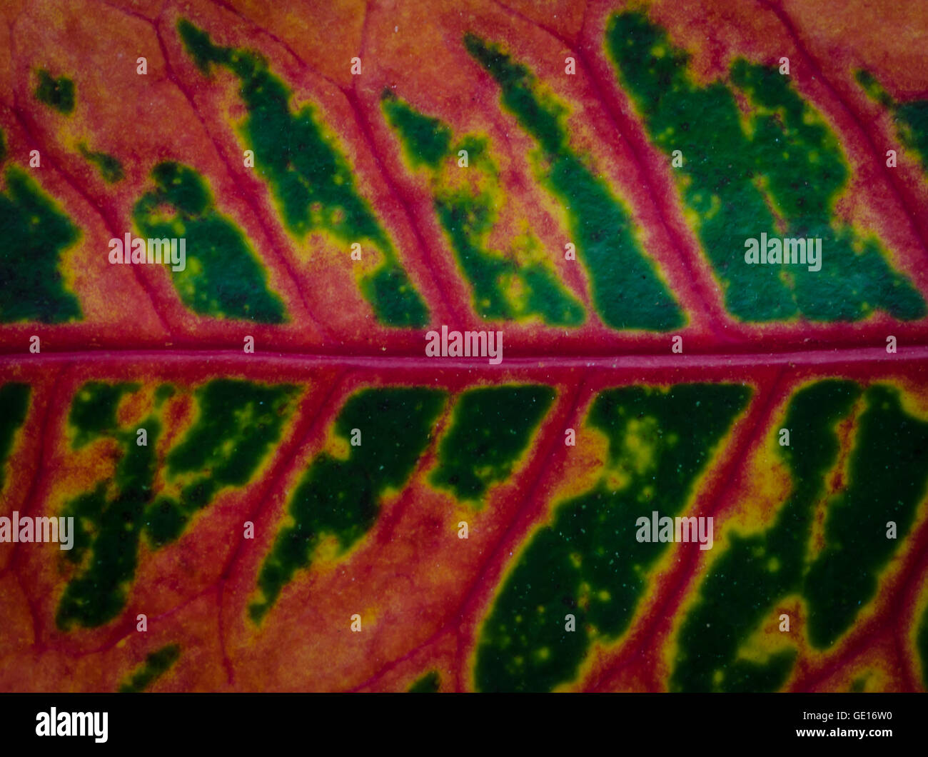 Nahaufnahme von roten Blatt Textur Hintergrund. Stockfoto