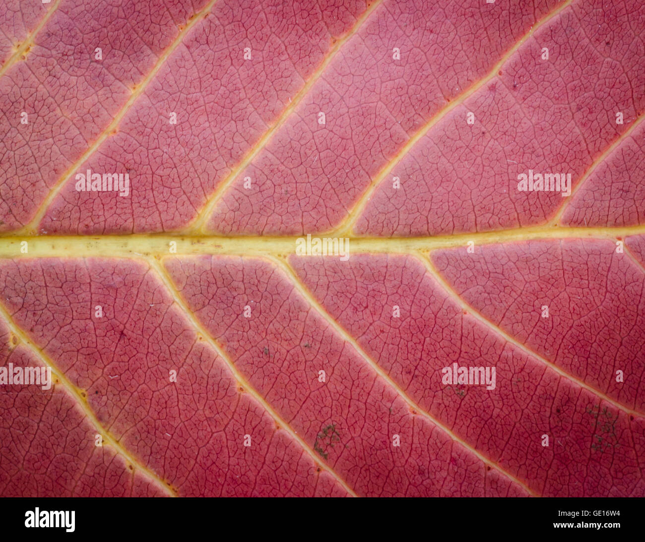 Nahaufnahme von roten Blatt Textur Hintergrund. Stockfoto