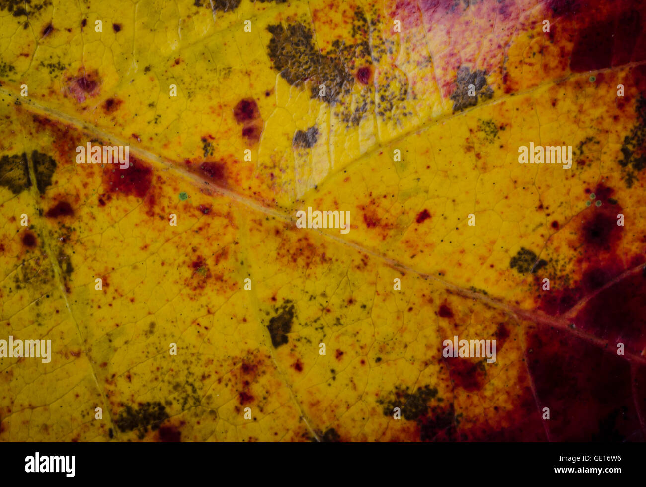 Nahaufnahme von roten Blatt Textur Hintergrund. Stockfoto