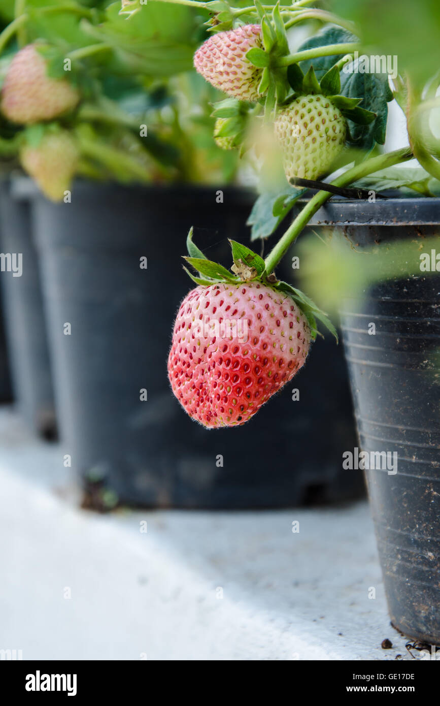 Frische Erdbeeren auf die Pflanze in einen Topf geben. Stockfoto