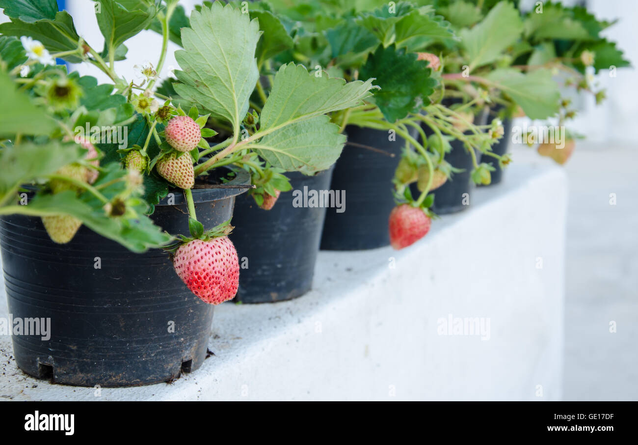 Frische rote Erdbeere Pflanze in einen Topf geben. Stockfoto