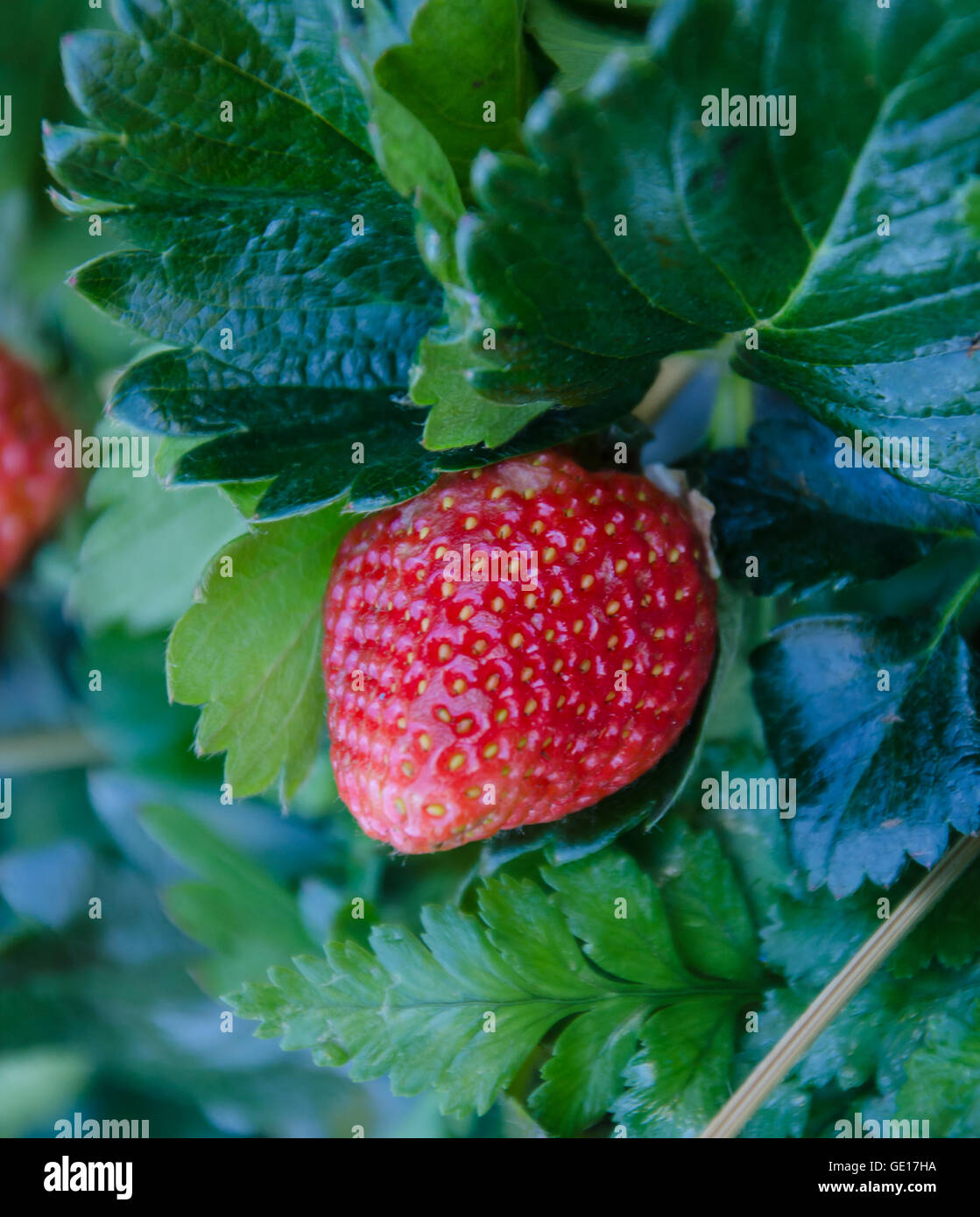 Erdbeere am Erdbeerbaum im Garten. Stockfoto