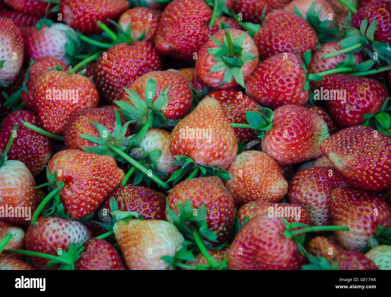 Nahaufnahme von frische reife Erdbeere. Stockfoto