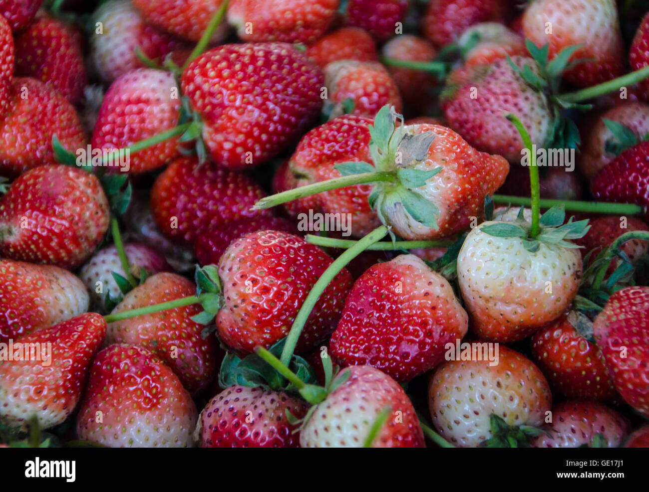 Nahaufnahme von frische reife Erdbeere. Stockfoto