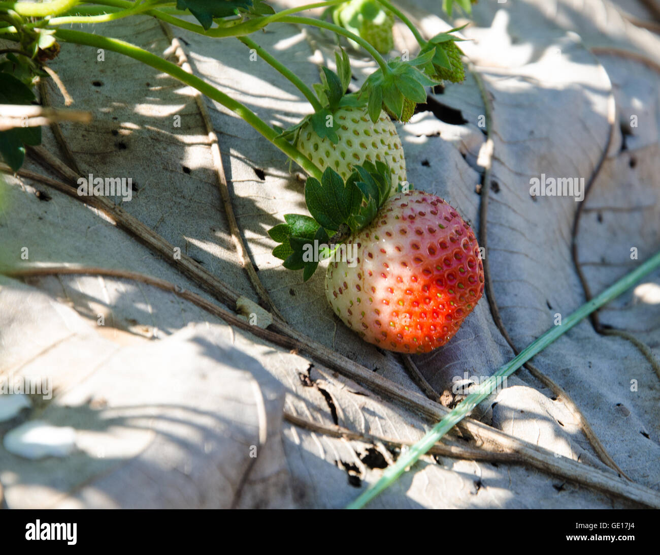 Erdbeere am Erdbeerbaum im Garten. Stockfoto