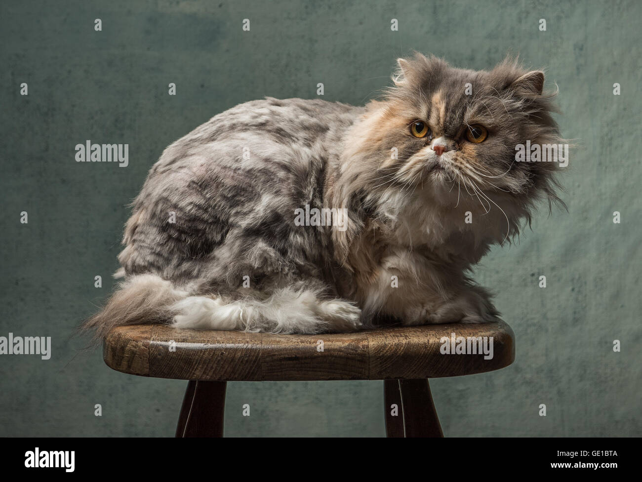 Porträt von eine flauschige Katze sitzt auf einem hölzernen Schemel Stockfoto