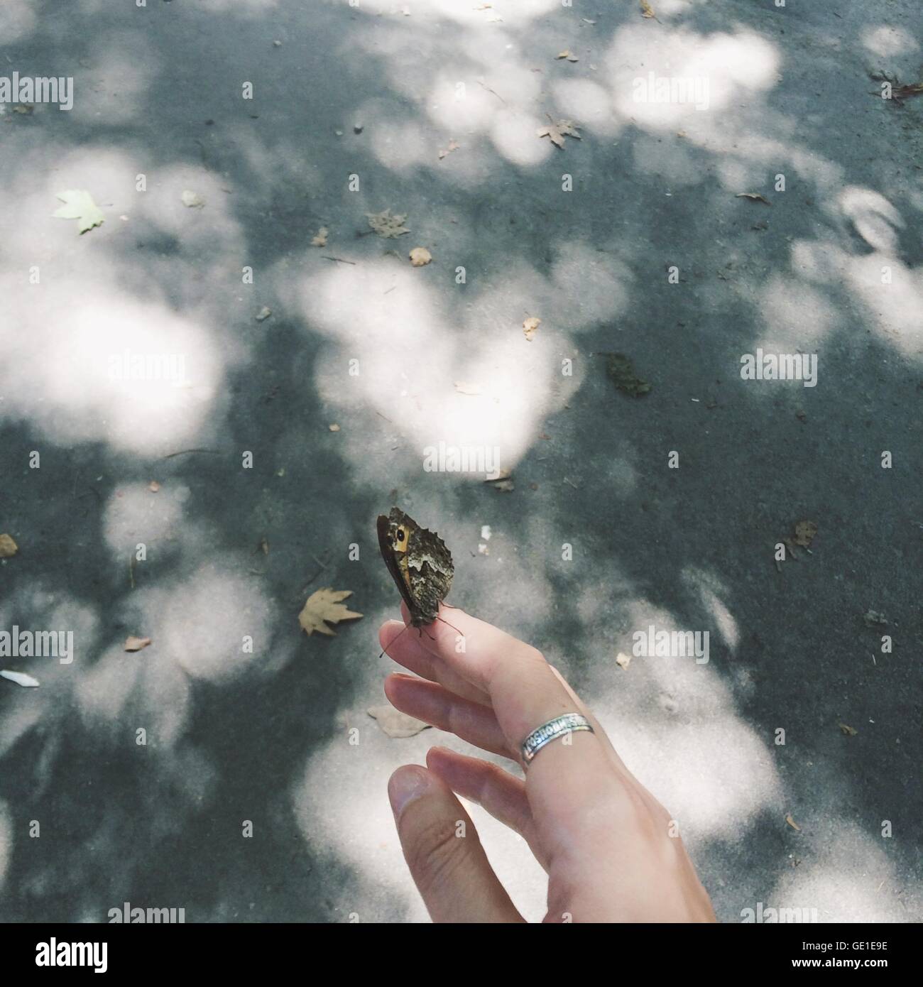 Schmetterling auf Frau finger Stockfoto