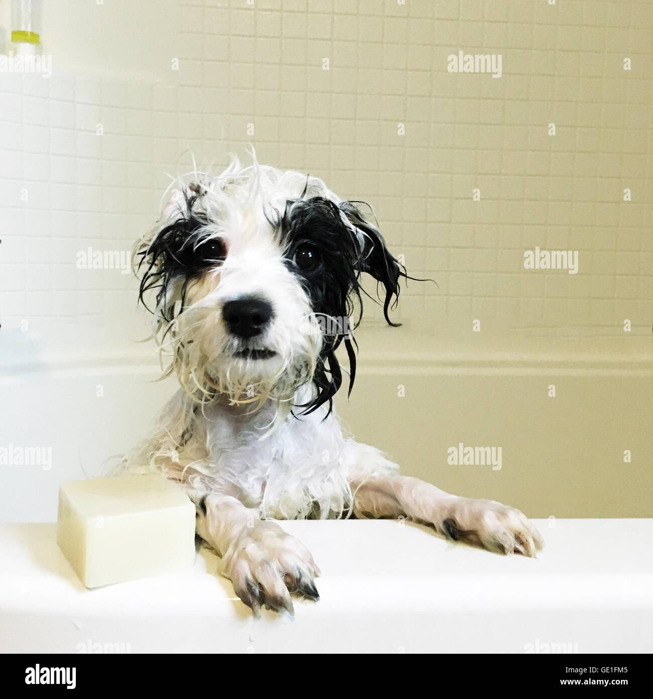 Nassem Hund in einem Bad Stockfoto