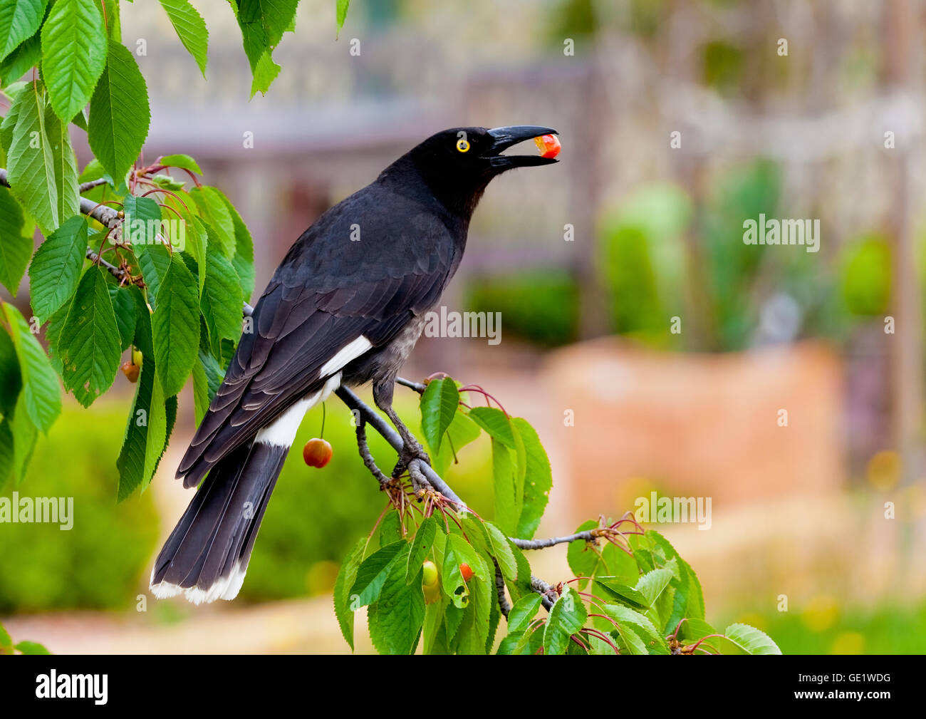 Trauerschnäpper Currawong stiehlt Kirsche vom Baum Stockfoto