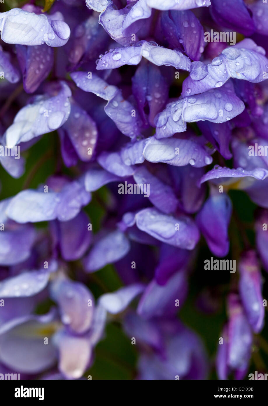Glyzinien mit ihren violetten Blüten ist eine beliebte Kletterpflanze Stockfoto