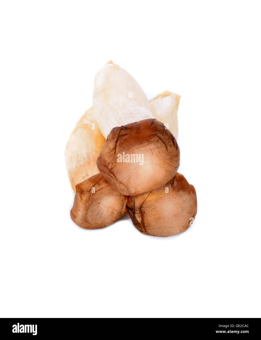 König Austernpilz (Eringi) auf weißem Hintergrund. Stockfoto