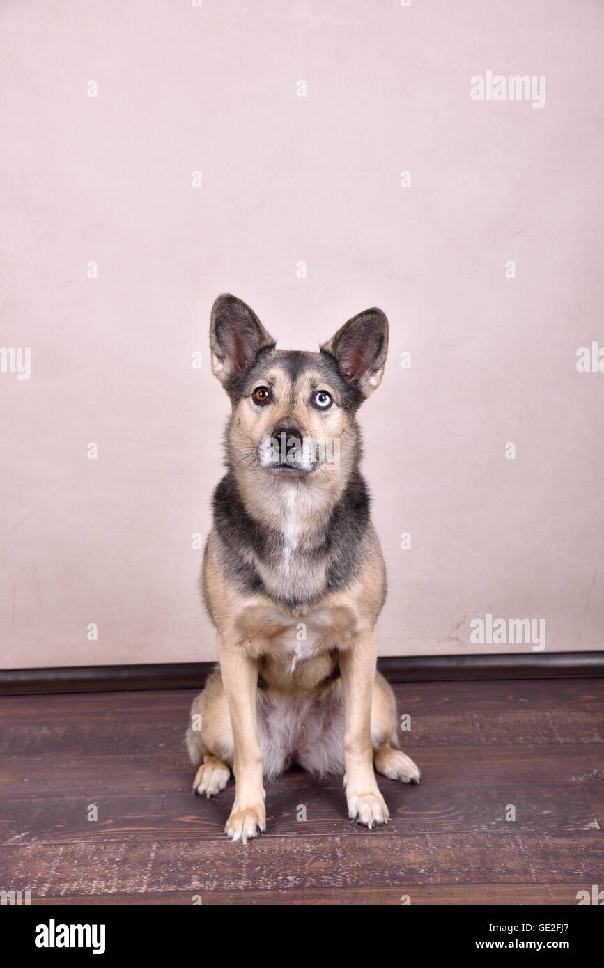 Husky-Mischling zu sitzen Stockfoto