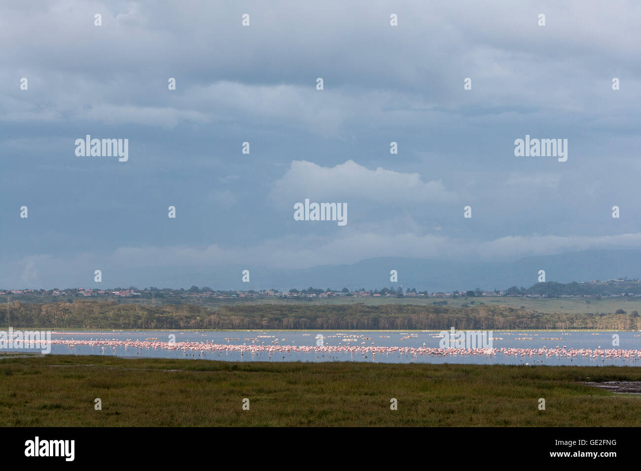 Lake Nakuru in Kenia geht mit der kleinen rosa und Rosaflamingos Vulkanasche die große Kluft Stockfoto