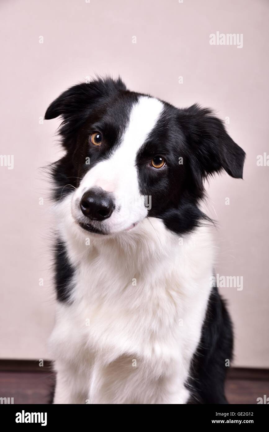 Border-Collie-Portrait Stockfoto