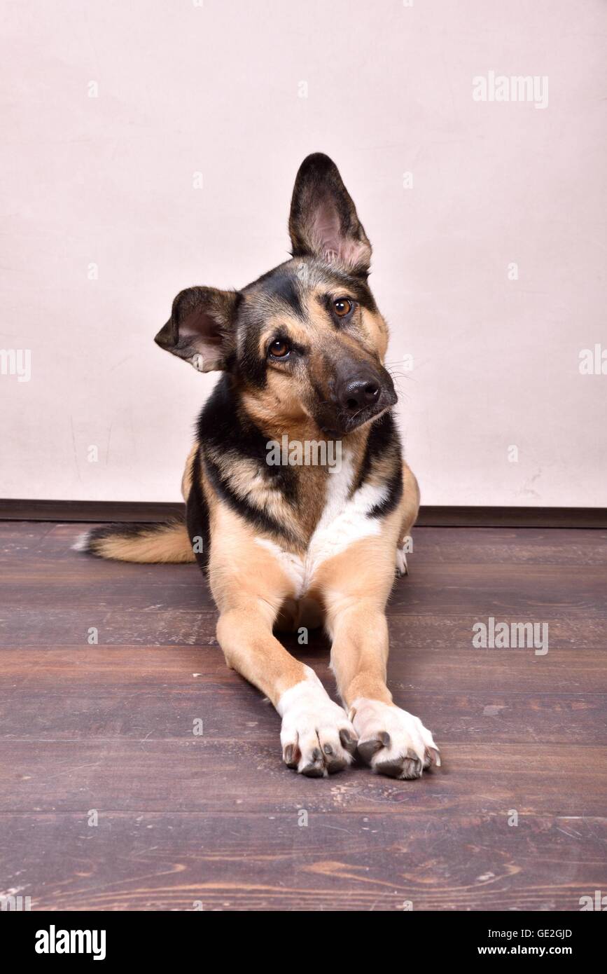 liegender Schäferhund-Mischling Stockfoto