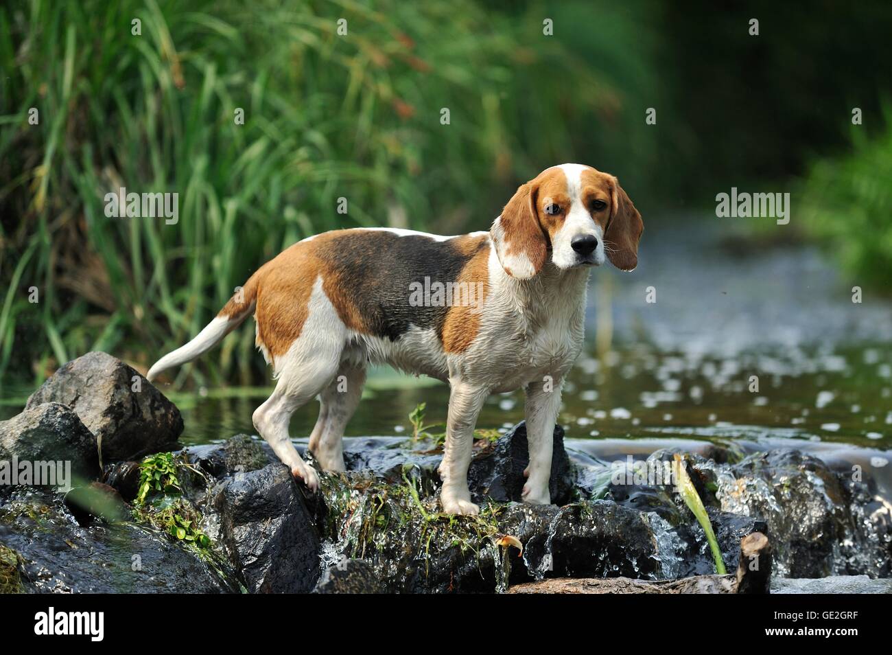 Beagle Stockfoto