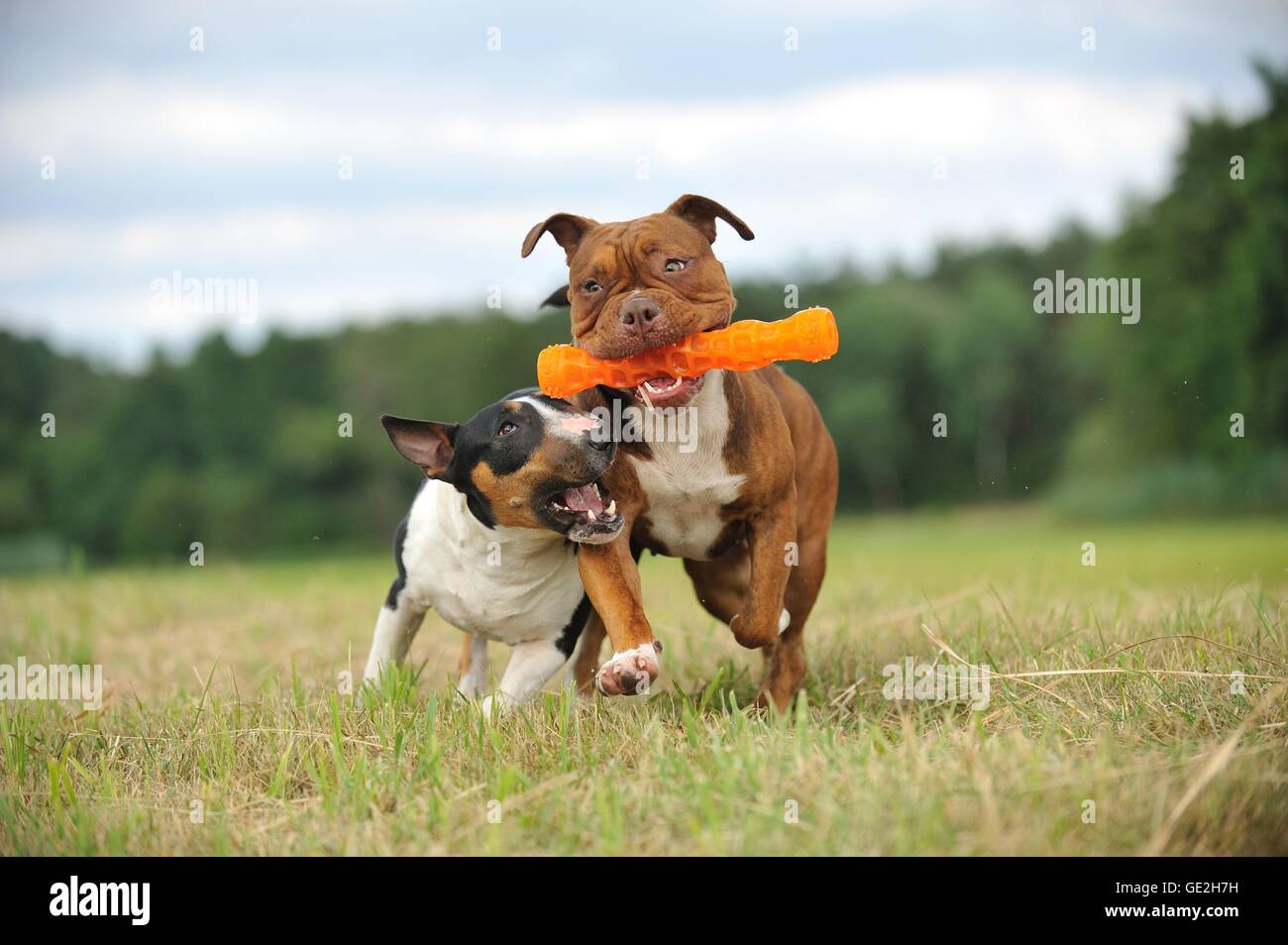 Miniatur englische bulldogge -Fotos und -Bildmaterial in hoher ..., حجم الصورة 1300x954