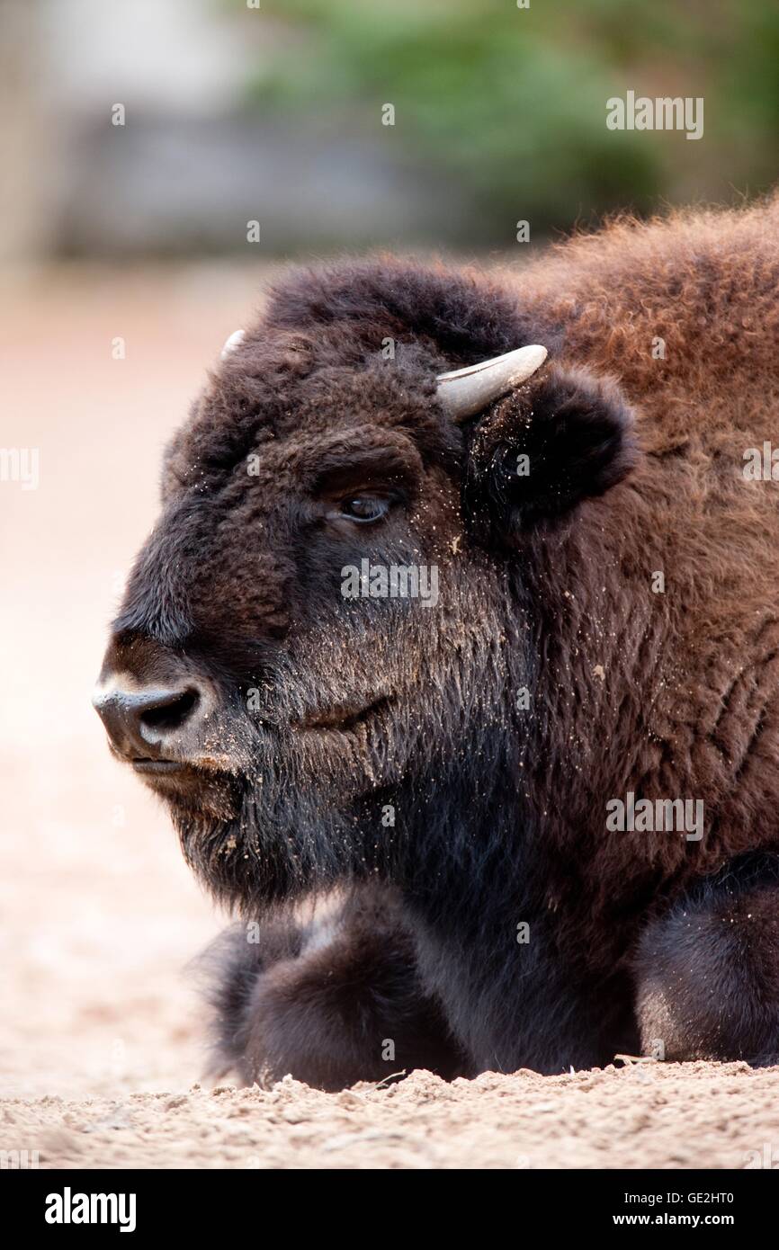 American buffalo Stockfoto