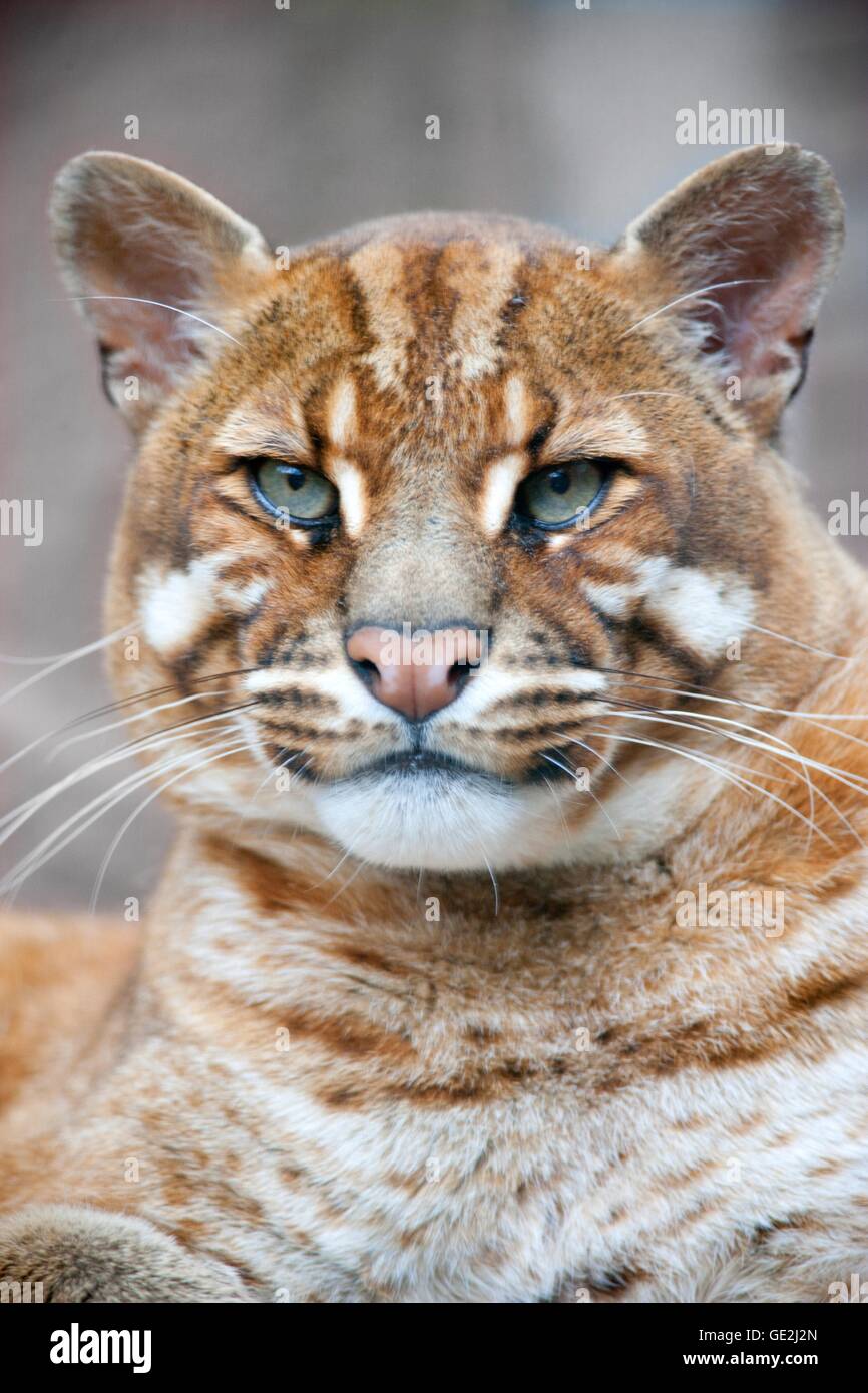 Asiatische goldene Katze Stockfoto