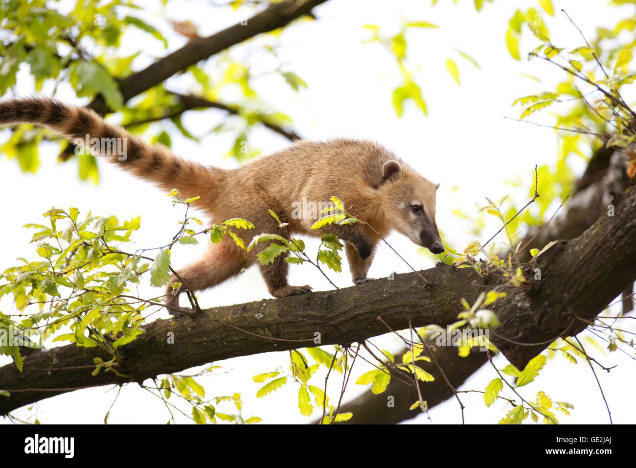 Nasenbär Stockfoto