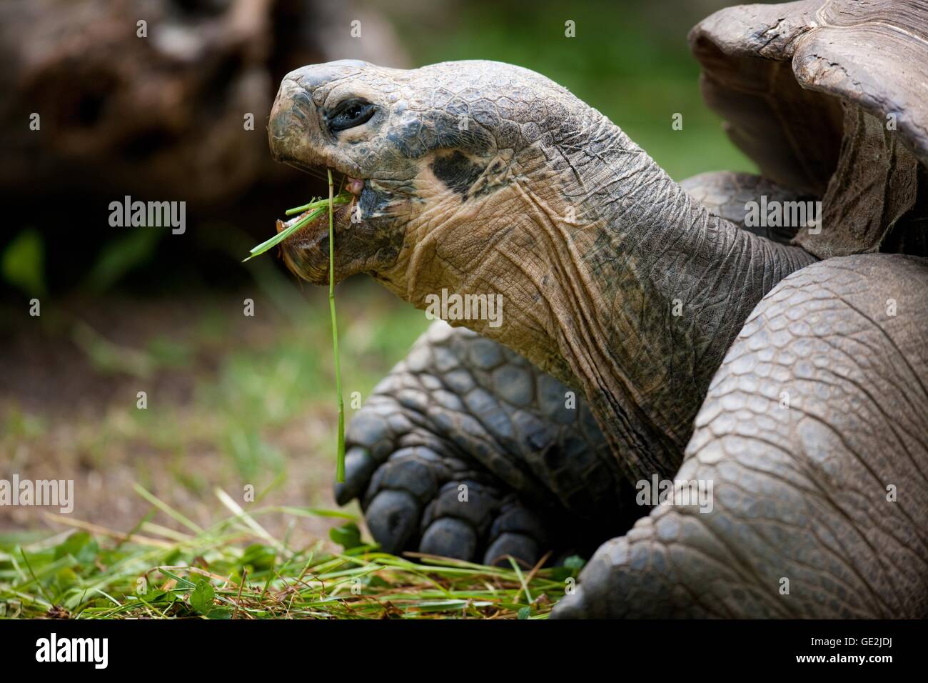 Galapagos Riesenschildkröte Stockfoto