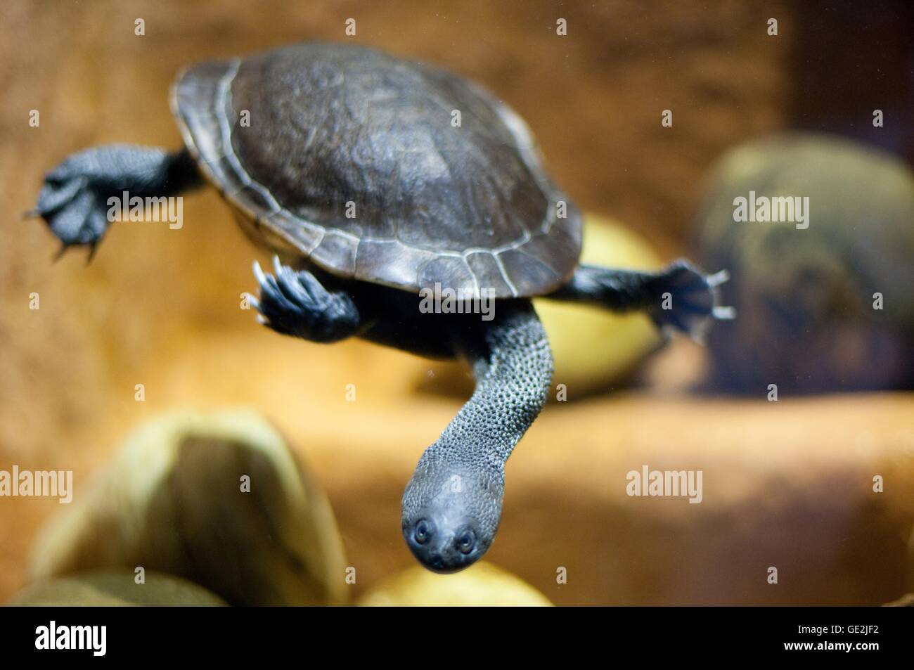 Schlange-necked turtle Stockfoto