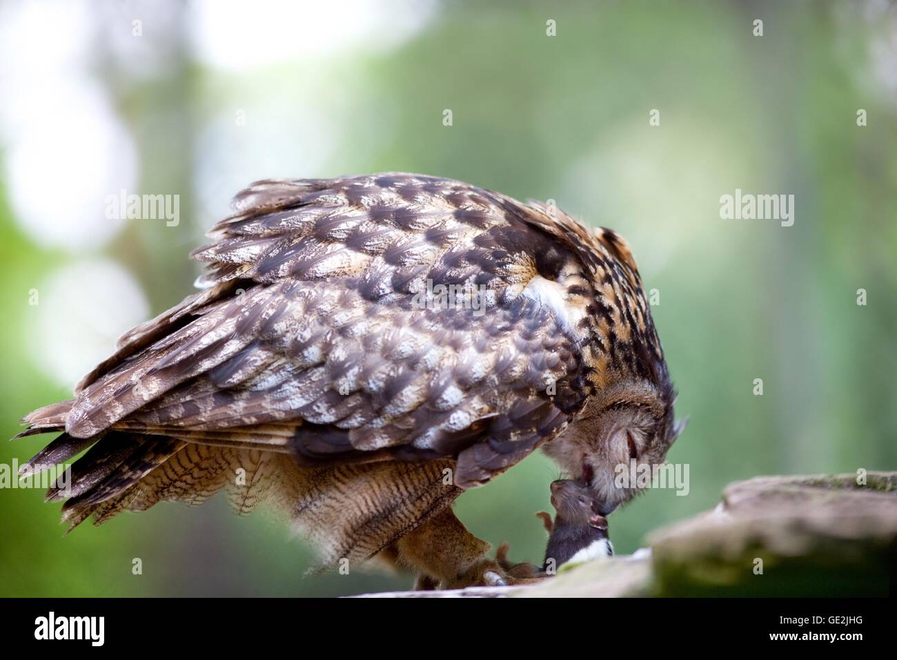 Eurasische Adler-Eule Stockfoto