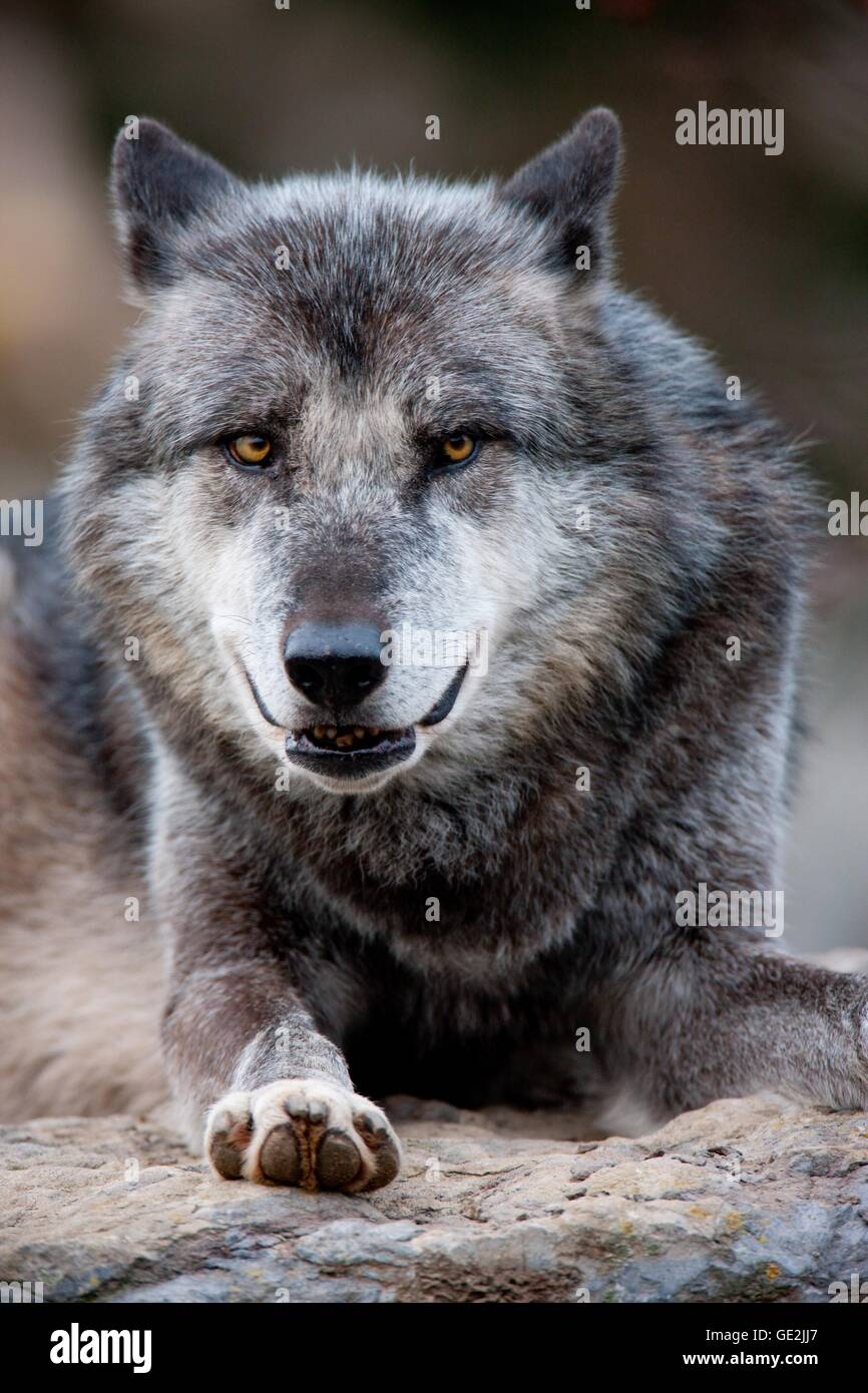 Eurasische greywolf Stockfoto